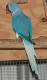 Indian Ringneck Parrot Mutations
